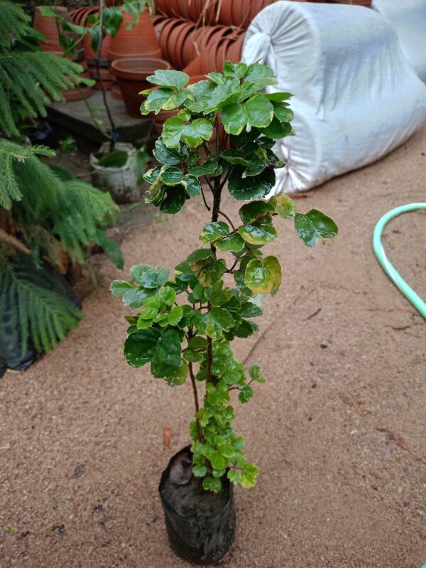 Aralia Balfouriana - Image 2