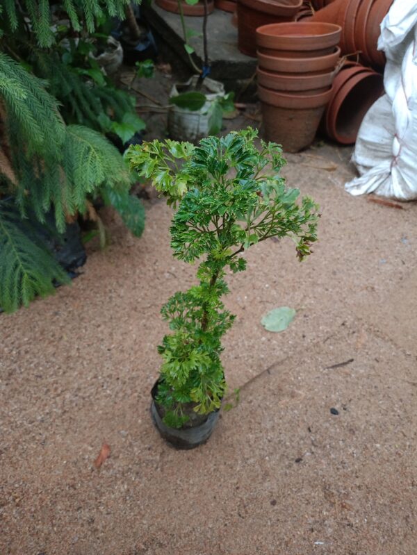 Aralia Balfouriana - Image 5