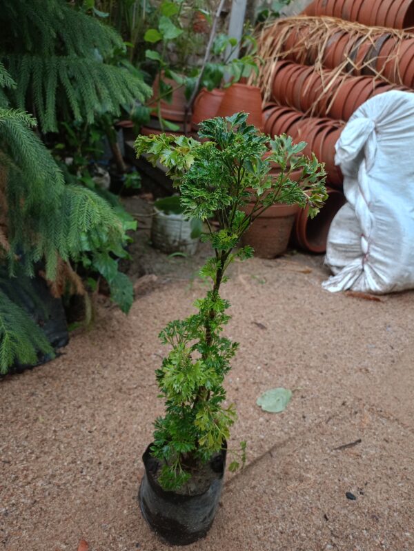 Aralia Balfouriana - Image 3