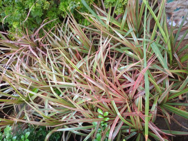 Big grass - Image 2