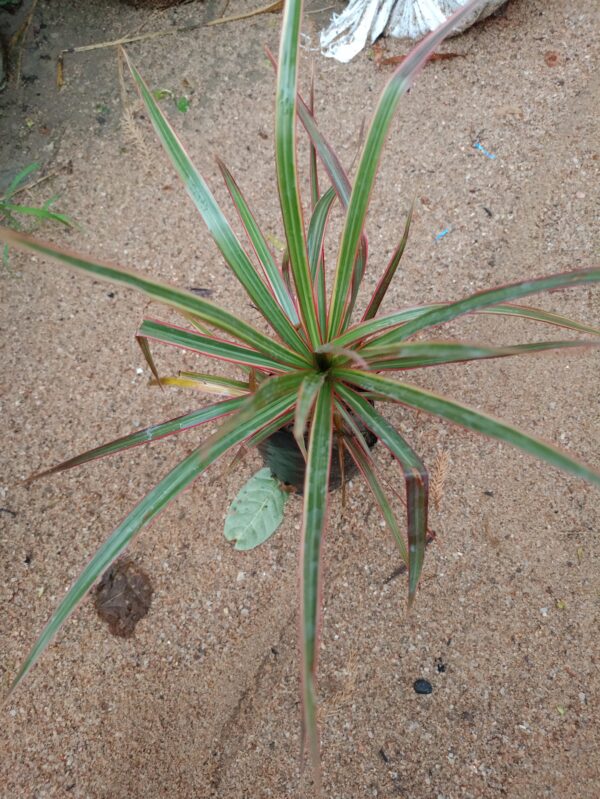 Big grass