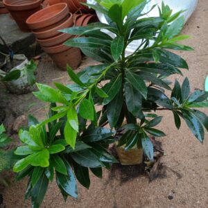 mini tree