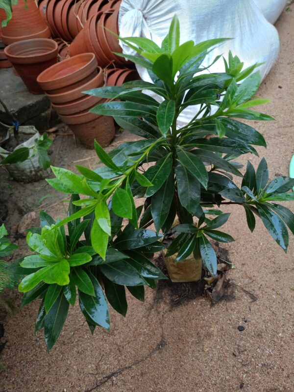 mini tree