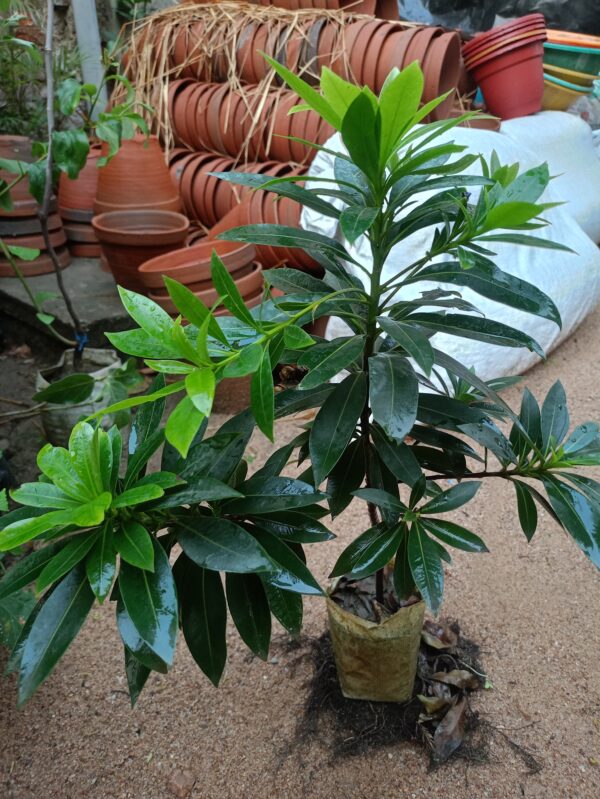 mini tree - Image 2