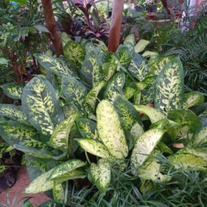 Plant