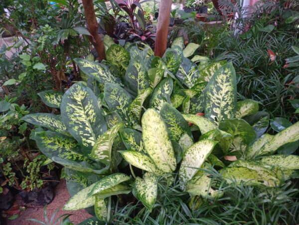 Plant