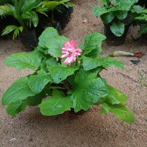 flower plant