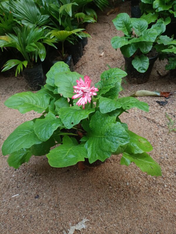 flower plant