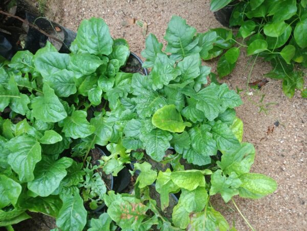 flower plant - Image 3
