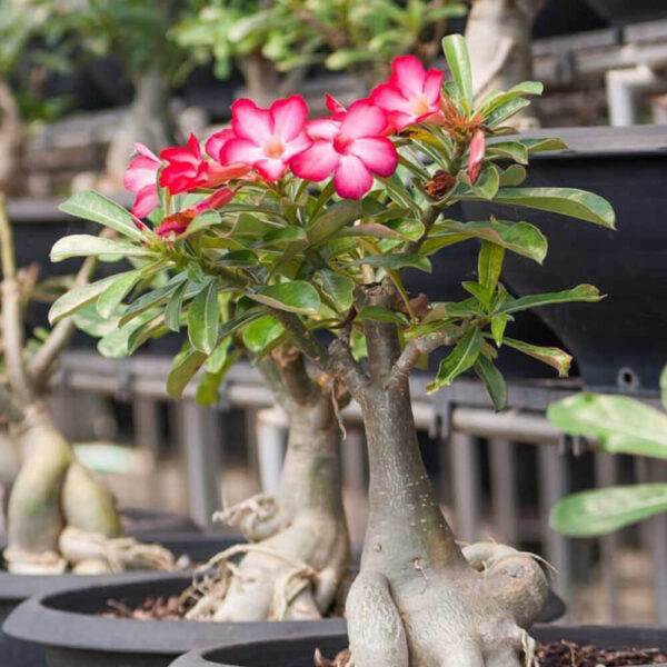 Desert Rose