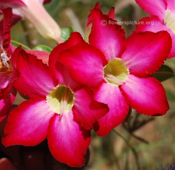 Desert Rose - Image 3