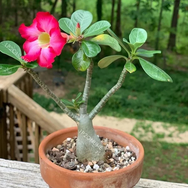 Desert Rose - Image 2